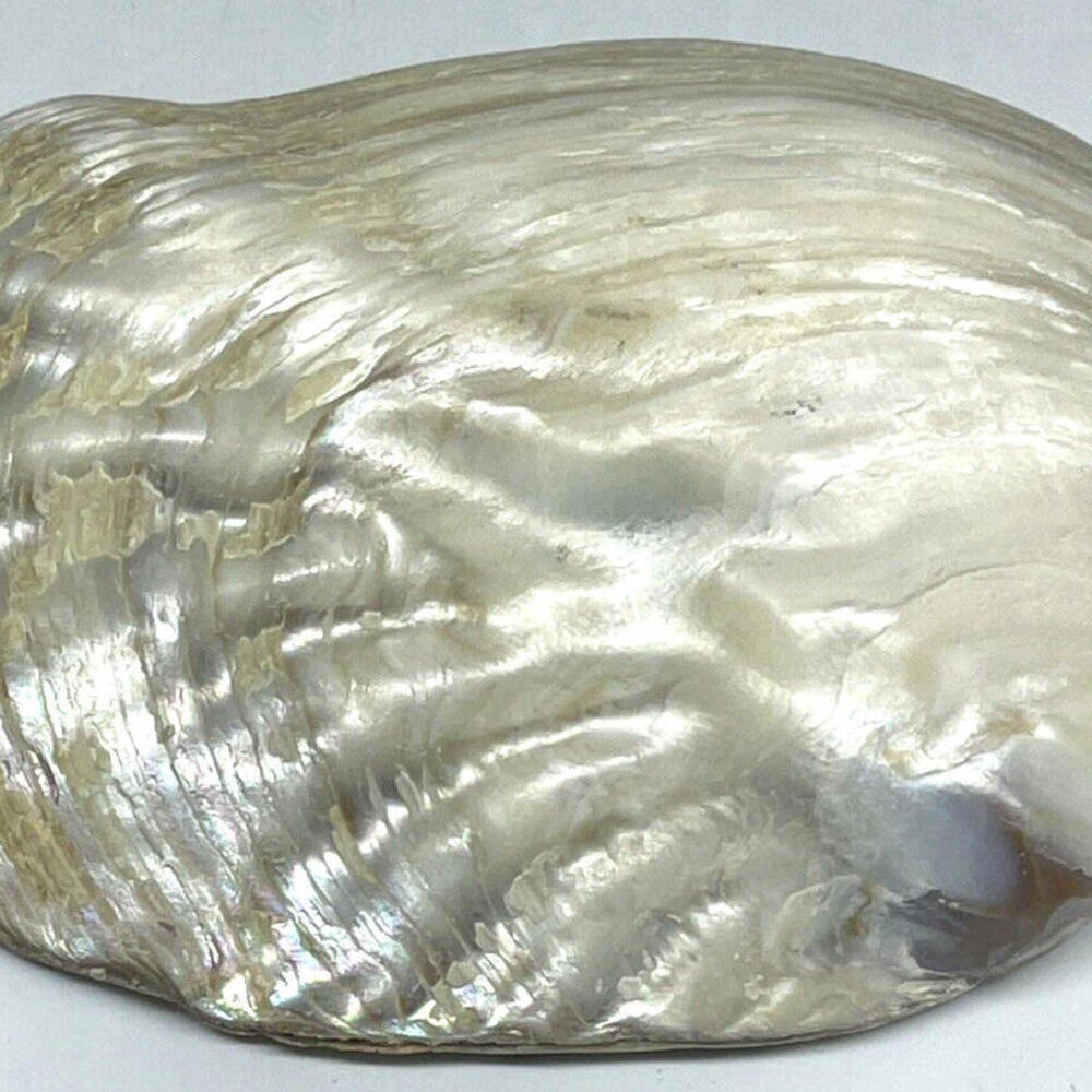 Natural Abalone Mother of Pearl Sea Shell Trinket Dish 5.5" Length